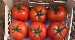 تصاویر/ برداشت گوجه گلخانه ای در بوشکان