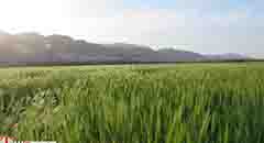 تصاویر/ مزارع گندم در بخش بوشکان