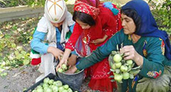 برداشت ۵۰ تن سیب ترش در بخش ارم بوشهر
