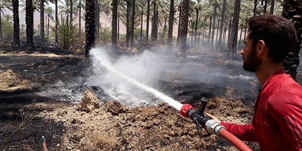 آتش سوزی گسترده در نخلستانی در طلحه + عکس