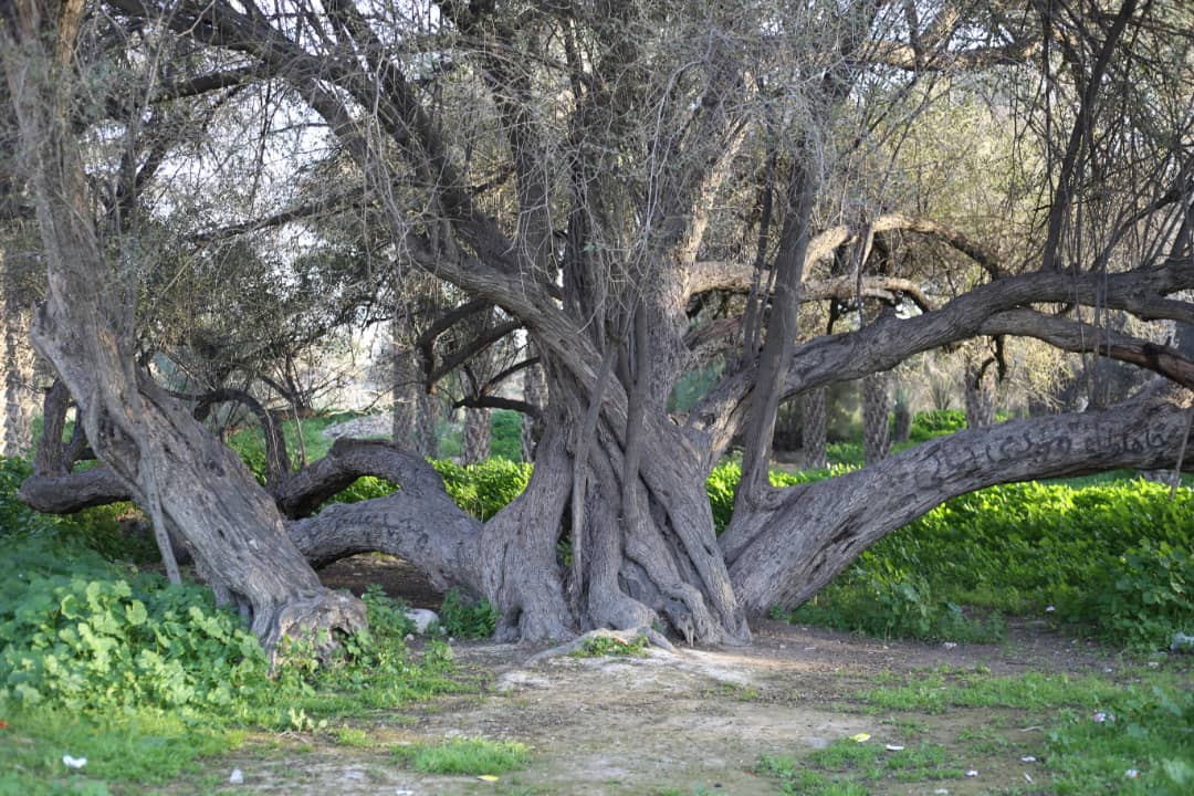دو درخت کهنسال روستای تنگزرد در فهرست آثار ملی قرار گرفت