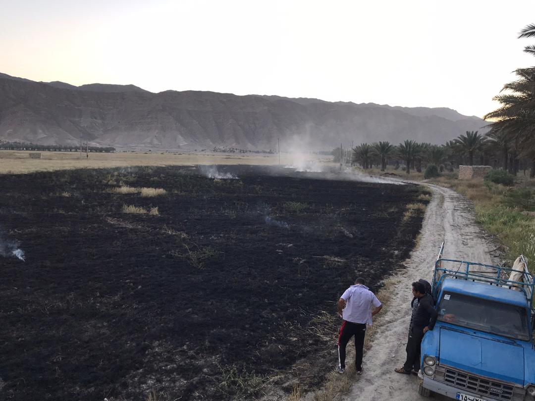 آتش سوزی در مزارع روستای شاهیجان مهار شد + عکس