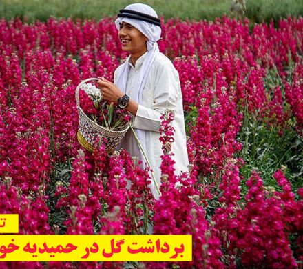 تصاویر/ برداشت گل در حمیدیه خوزستان